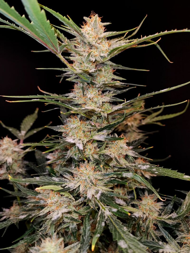 Apple Strudel Auto, Фасовка: 3, изображение 11